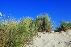 Ameland-Holland: Dünenlandschaften am Kaapsduunpad.