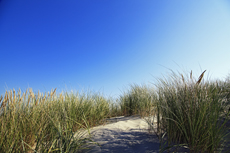 Ameland-Holland: Dünenlandschaften am Kaapsduunpad.