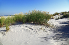 Ameland-Holland: Dünenlandschaften am Kaapsduunpad..