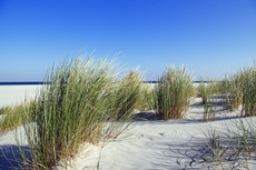 Ameland-Holland<br /> Die Süddünen im Morgenlicht.