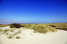 Ameland-Holland: Der weite Blick über die Dünenlandschaft auf den Leuchtturm Bornrif.