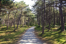 Ameland-Holland: Einzigartige Wald- und Schwarzkiefern säumen die Wander- und Radfahrwege im Hollumerwald.