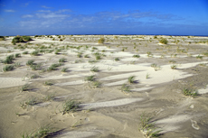 Ameland-Holland: Lange Dünen