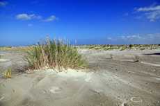 Ameland-Holland: Lange Dünen