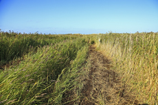 Ameland-Holland: Schilfmoor in den nördlichen Lange Dünen