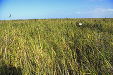 Ameland-Holland: Schilfmoor in den nördlichen Lange Dünen