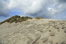 Ameland-Holland: In den Kooidünen.