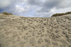 Ameland-Holland: In den Kooidünen.