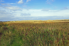 Ameland-Holland: Het Oerd: das Schilf- und Weidenmoor im Orchistal.