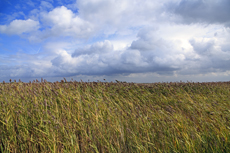 Ameland-Holland: Het Oerd: das Schilf- und Weidenmoor im Orchistal.