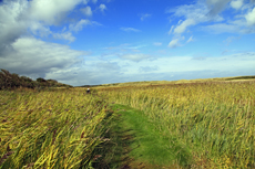 Ameland-Holland: Het Oerd: das Schilf- und Weidenmoor im Orchistal.