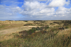 Ameland-Holland: Het Oerd: der weite Blick von der hohen Düne Oerdblinkert auf die naturbelassene Urlandschaft der Oerderdünen.