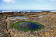 Audresselles-Frankreich<br />Kleinere und größere Aquarien bilden sich bei Ebbe in der Felsenlandschaft und sind noch voller Leben.