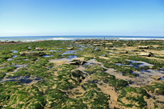 Audresselles-Frankreich<br />Die mit Tang überzogenen Felsen säumen den Weg zum Cap Gris-Nez.