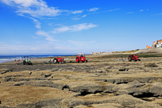 Borkum: Der Nordstrand: Dünenimpressionen.