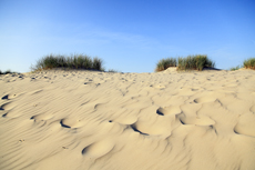 Borkum: Die Süddünen im Morgenlicht.