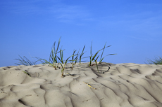 Borkum: Die Süddünen im Morgenlicht.