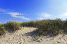 Borkum: Die Süddünen im Morgenlicht.