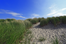 Borkum: Die Süddünen im Morgenlicht.