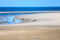 Borkum – eine Insel im Wandel der Gezeiten: Am Nordstrand - Die Seehundbank Hohes Riff.