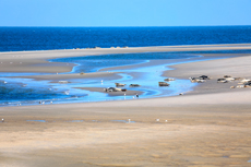 Borkum – eine Insel im Wandel der Gezeiten: Am Nordstrand - Die Seehundbank Hohes Riff.