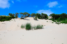 Borkum: In den Süddünen.