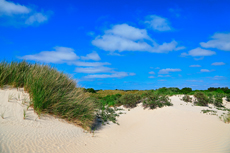 Borkum: In den Süddünen.