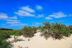 Borkum: In den Süddünen.