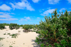 Borkum: In den Süddünen.