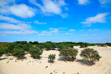 Borkum: In den Süddünen.