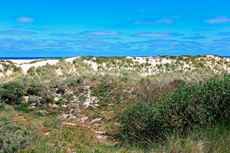 Borkum: In den Norddünen.