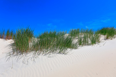 Borkum: In den Norddünen.