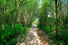 Borkum: Ostland – Walddünen.