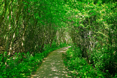 Borkum: Ostland – Walddünen.