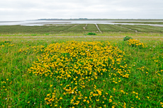 Borkum: Gewöhnlicher Hornklee auf dem neuen Seedeich – im Hintergrund die Salzwiesen.