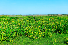 Borkum: Am neuen Seedeich – Sumpf-Schwertlilie.