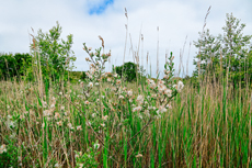 Borkum: Ostland – Dör de Hahlingjes: Kriech-Weide.