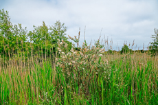 Borkum: Ostland – Dör de Hahlingjes: Kriech-Weide.