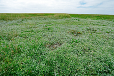 Borkum: Ostland – Dör de Hahlingjes: Strand-Beifuß.