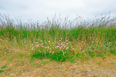 Borkum: Ostland – Dör de Hahlingjes.