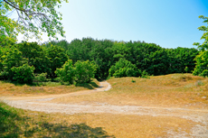 Borkum: Ostland – Dünenwald an der Ostbake.