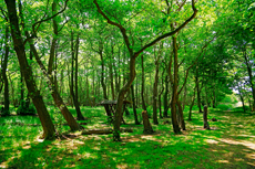 Borkum: Ostland – Dünenwald an der Ostbake.