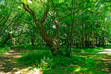 Borkum: Ostland – Dünenwald an der Ostbake.