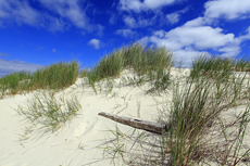 Borkum: Der Nordstrand: Dünenimpressionen.