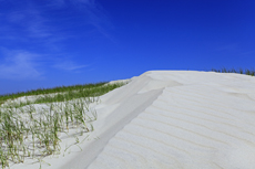 Borkum: Der Nordstrand: Dünenimpressionen.