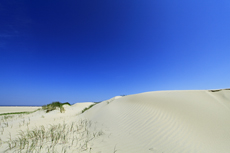 Borkum: Der Nordstrand: Dünenimpressionen.