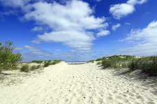 Borkum: Der Nordstrand: Dünenimpressionen.