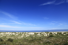 Borkum: Dünenlandschaft am Oststrand.