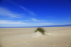 Borkum: Am Oststrand kann man die Entstehung neuer kleinen Dünenhügel ganz besonders gut beobachten.