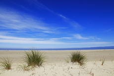 Borkum: Am Oststrand kann man die Entstehung neuer kleinen Dünenhügel ganz besonders gut beobachten.